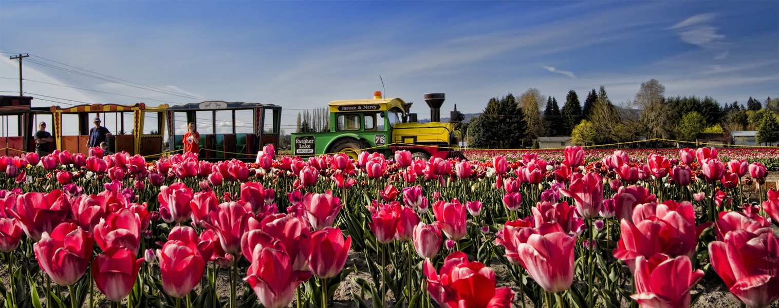 Holland Bulb Farm  - Woodland, WA