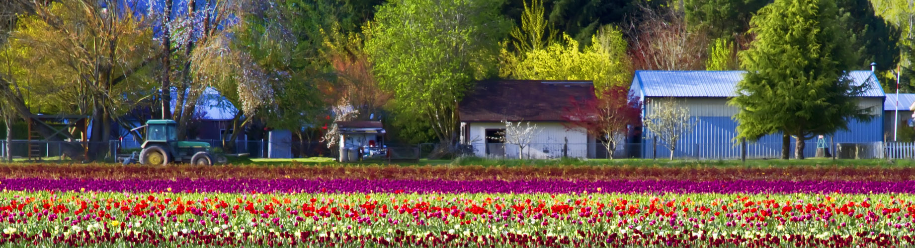 Holland Bulb Farm, Woodland WA