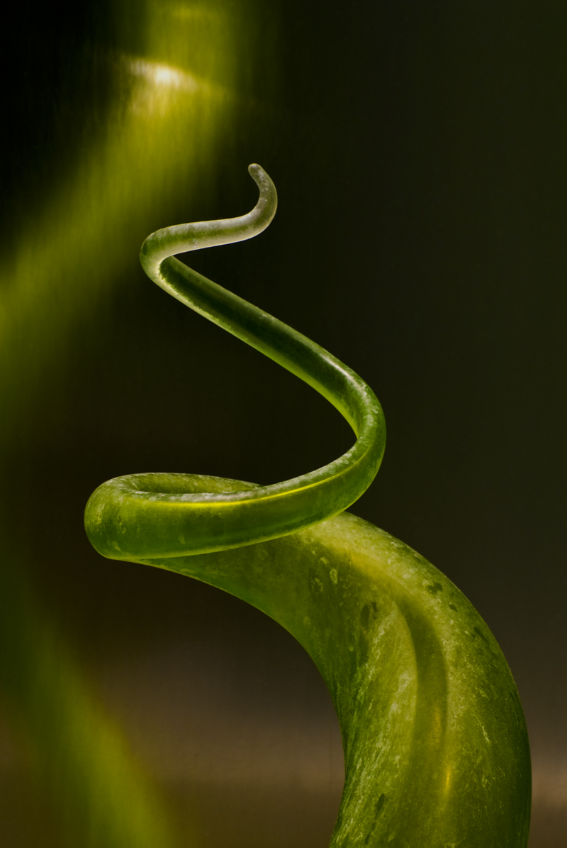 Homage:  Dale Chihuly 2