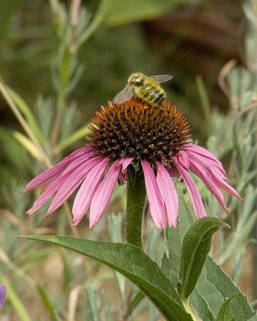 honey bee heaven