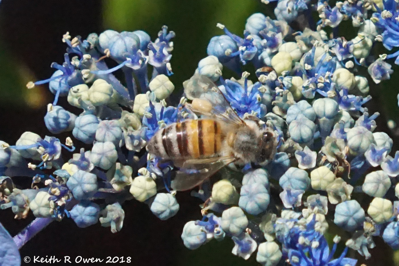 Honey Bee