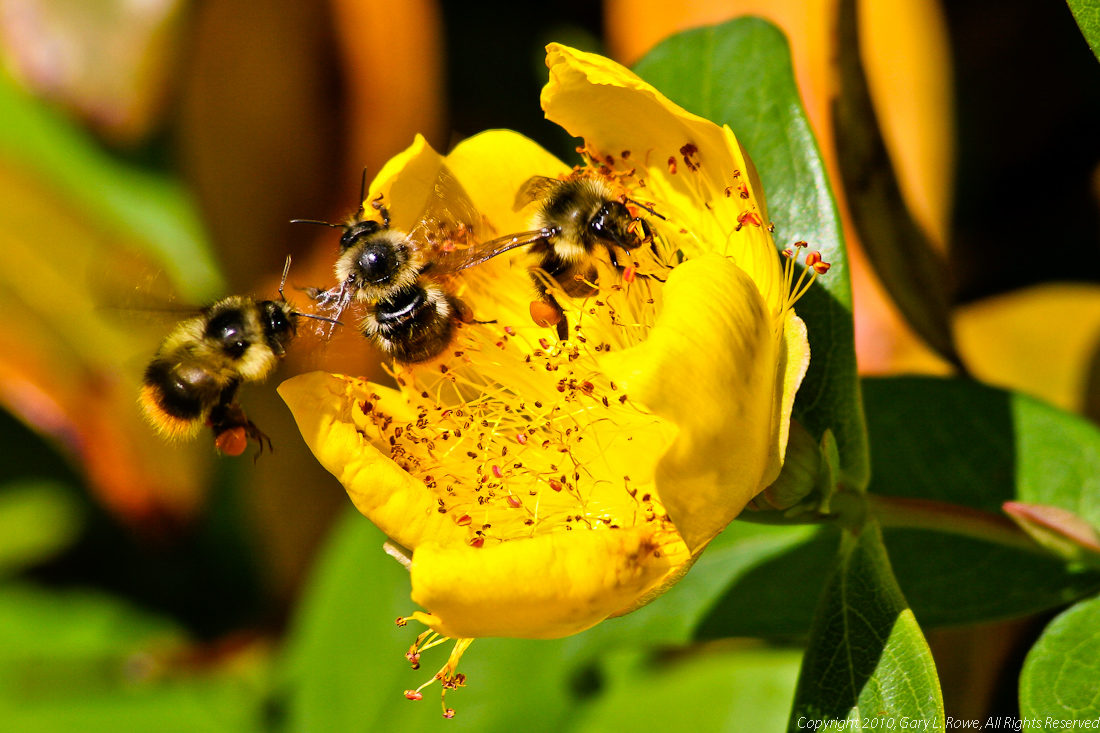 Honey Bees At Work