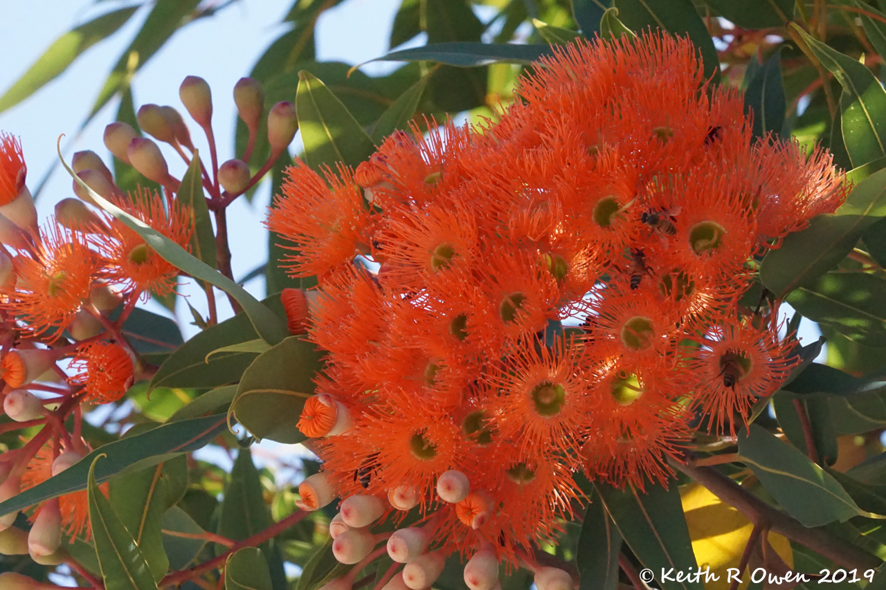 Honeybees on Flowers