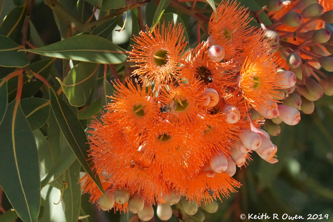 Honeybees on Flowers