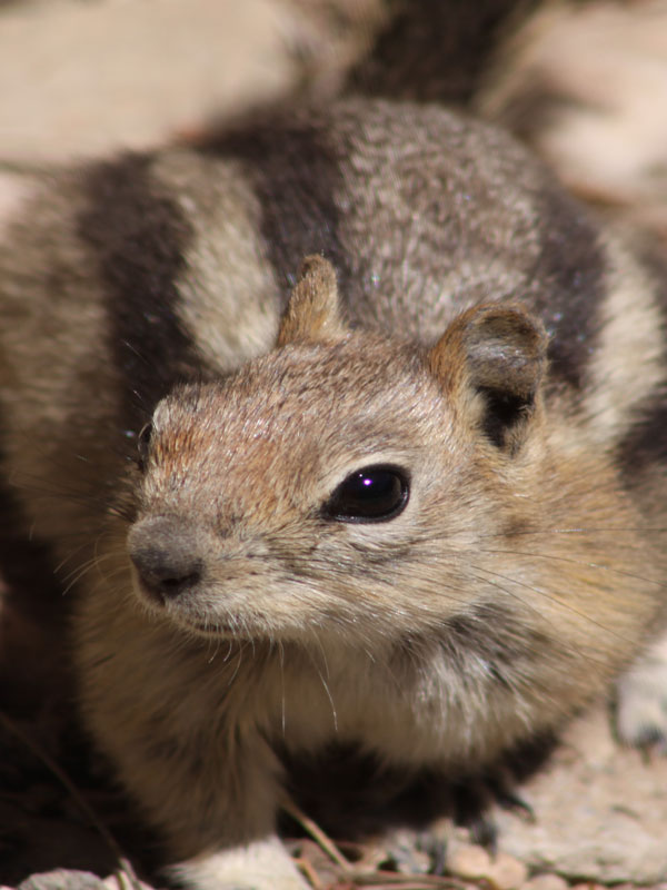 Hopeful Ground Squirrel