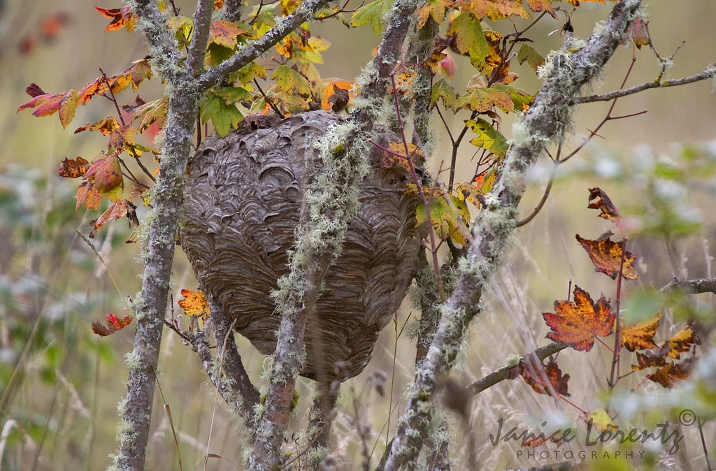 Hornet's Nest