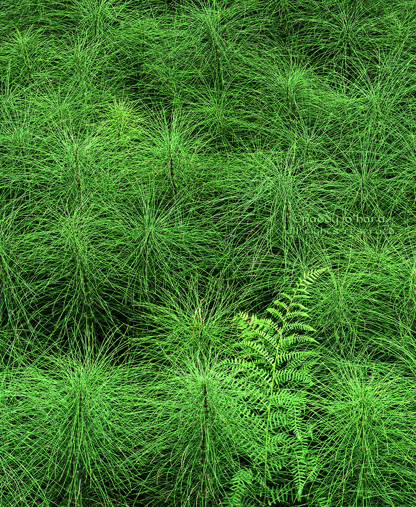 Horse Tail and Fern