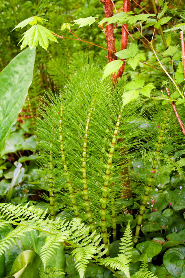 Horsetail