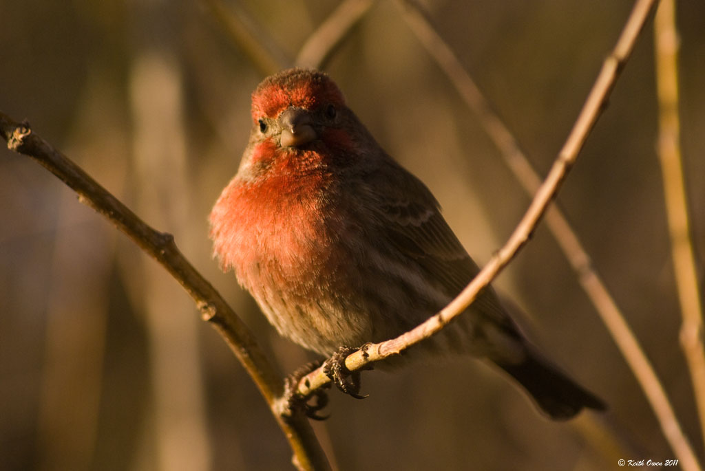 House Finch