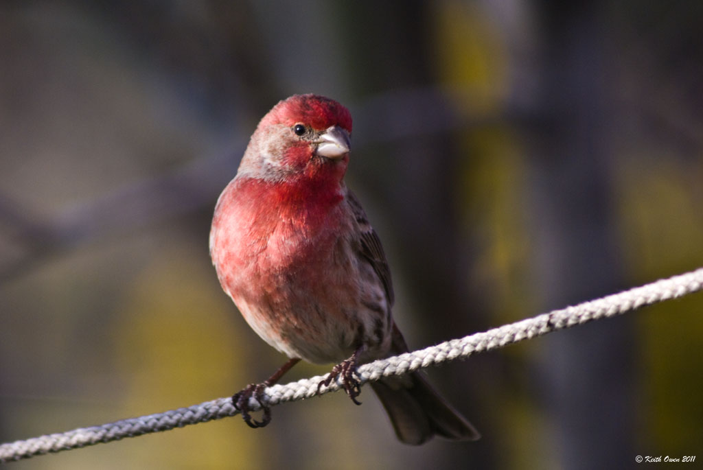 House Finch