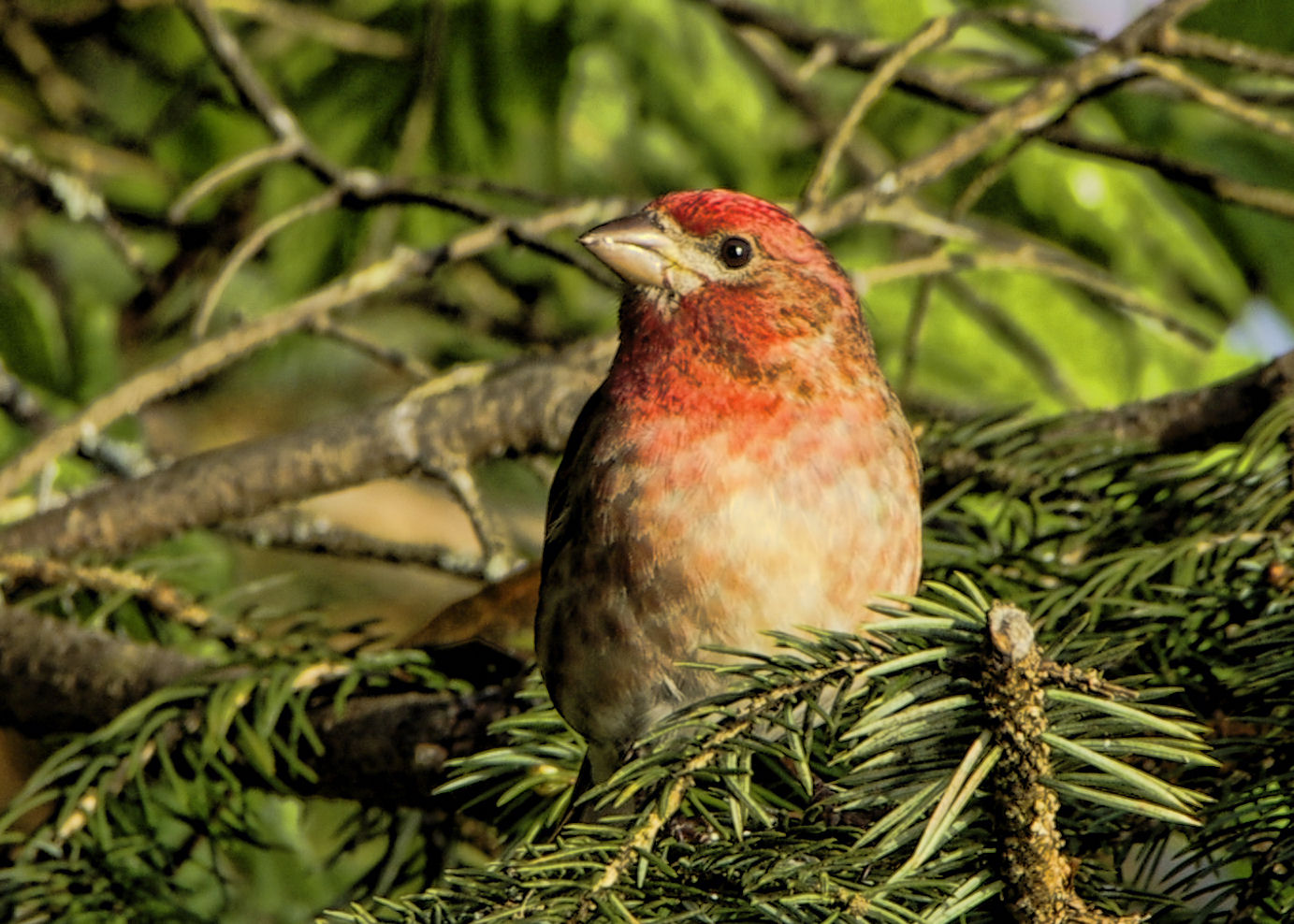 house finch