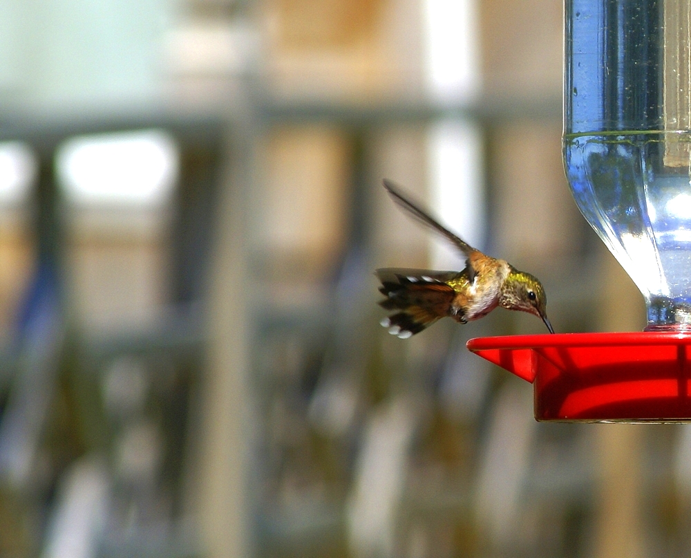 Hummer BUZZ