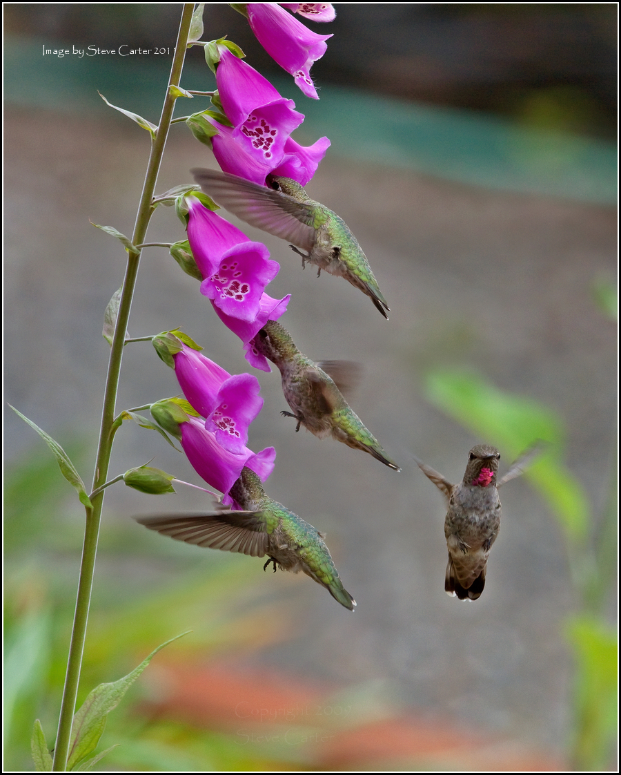 Hummer Guard