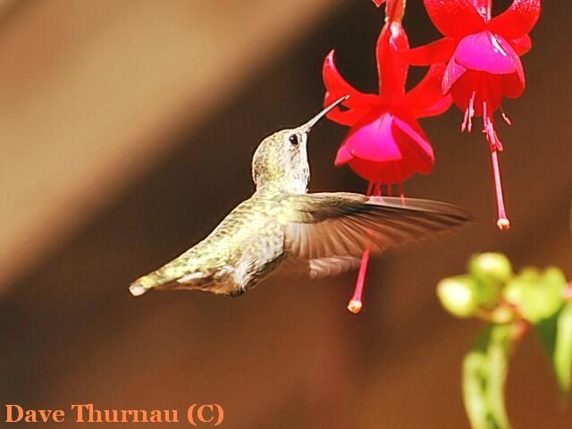 hummer