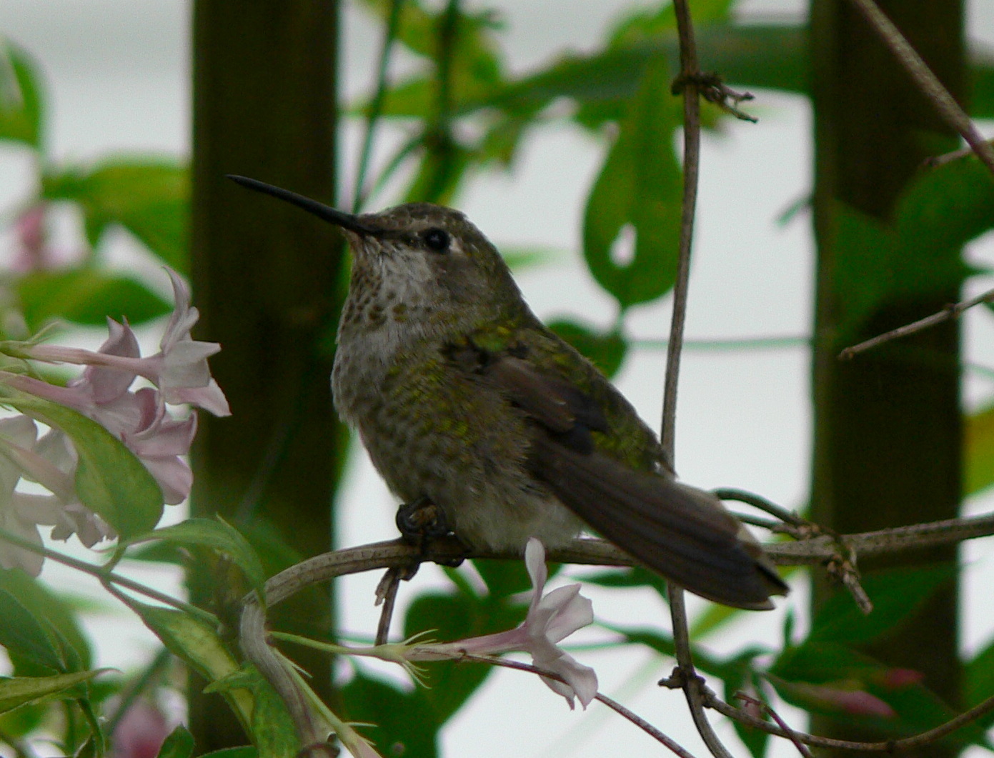hummingbird