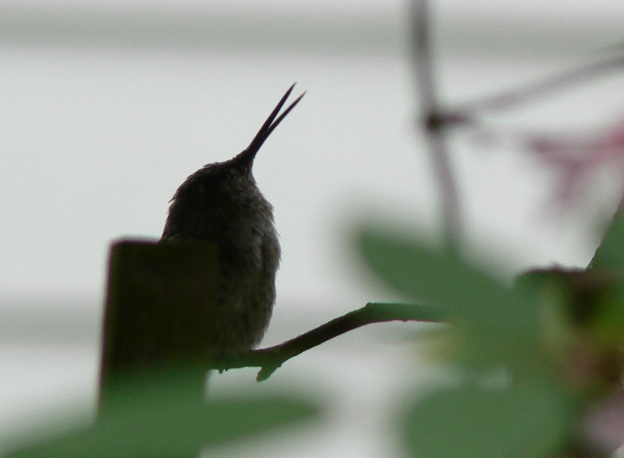 hummingbird