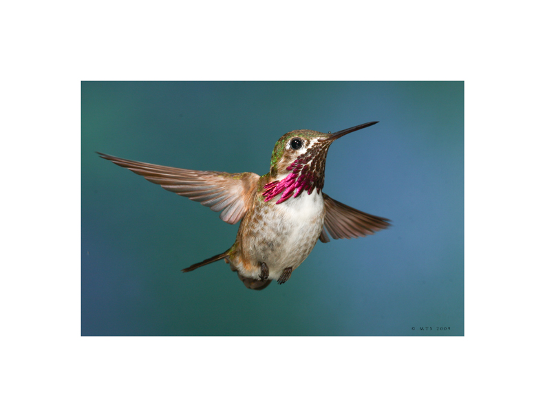 Hummingbird
