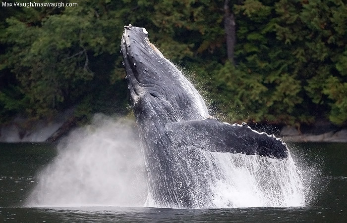 Humpback Breach