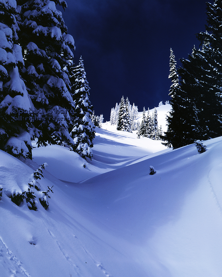 Hurricane Ridge #1