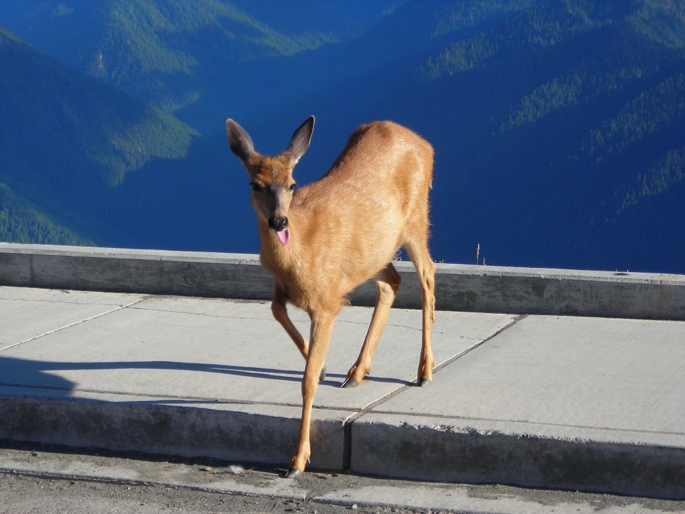 Hurricane Ridge