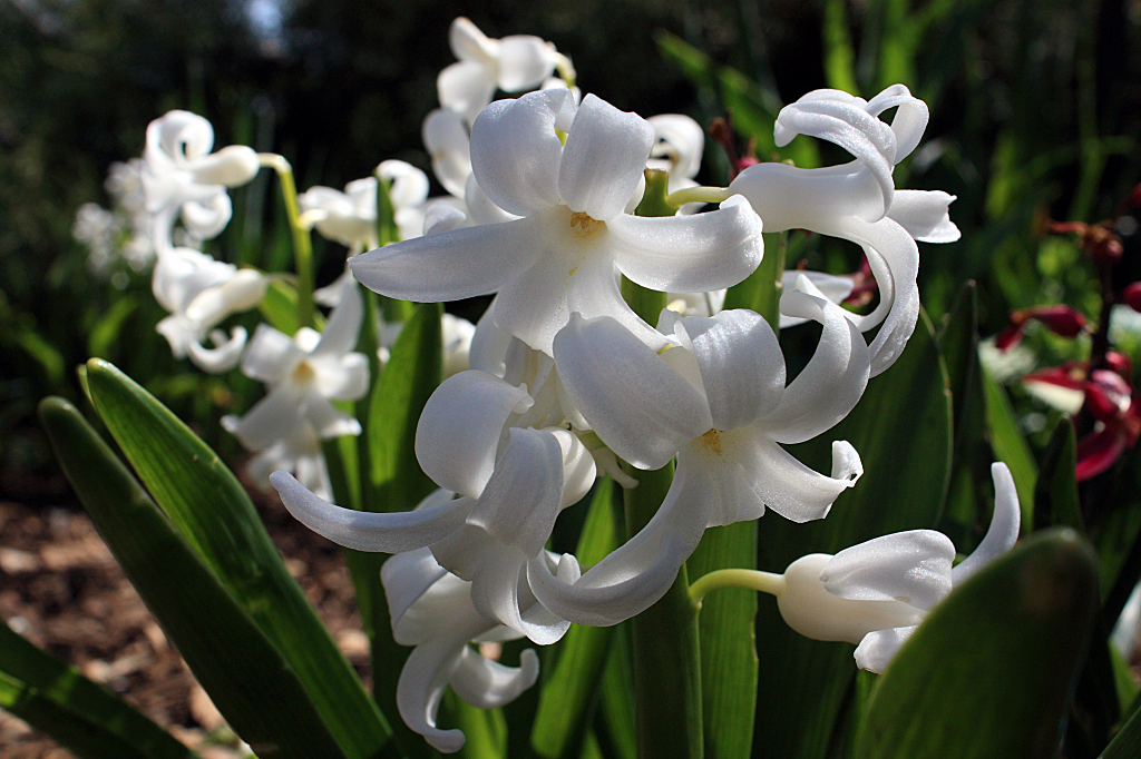 Hyacinths