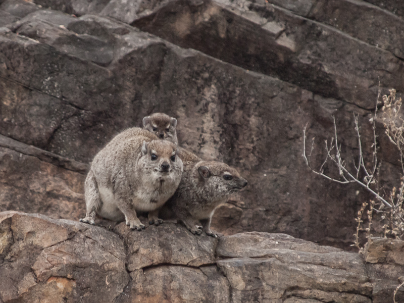 Hyrax family