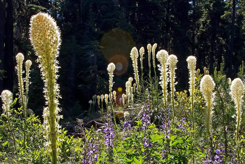 I love bear grass