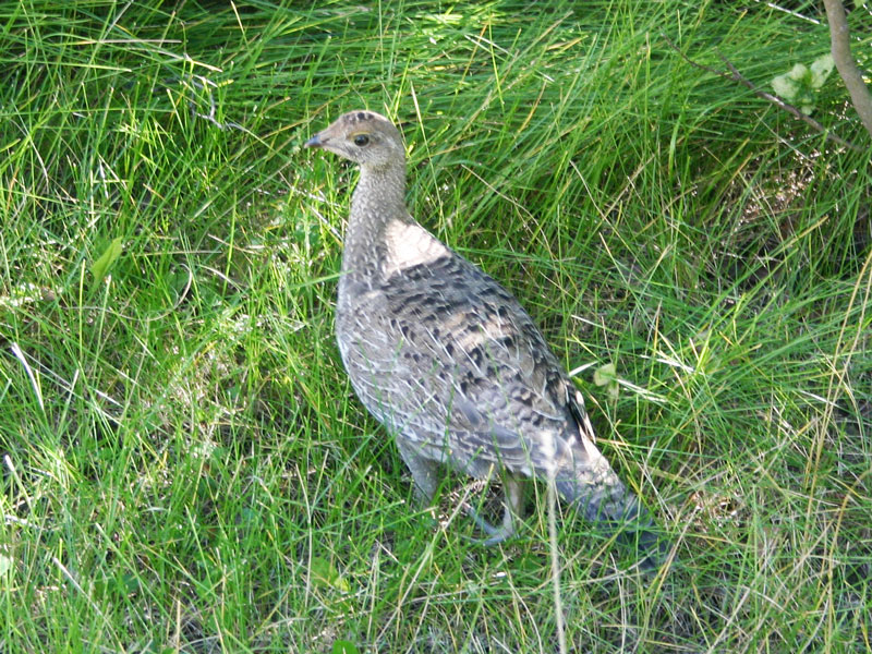 Idaho Grouse