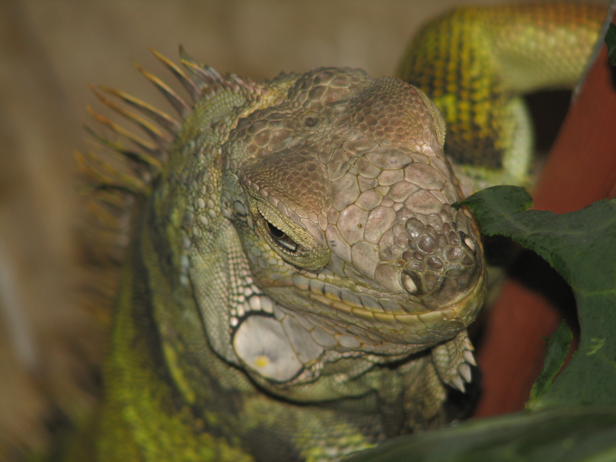 Iguana