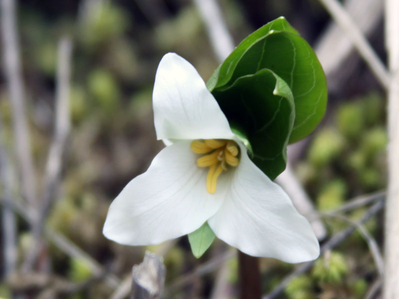 IMG_4366_white_flower