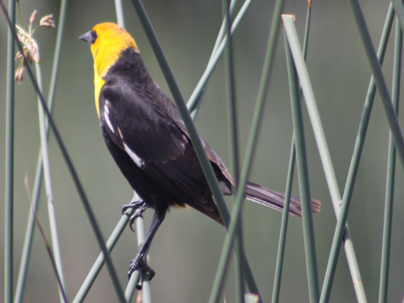 IMG_4831-Yellow-headed-blac