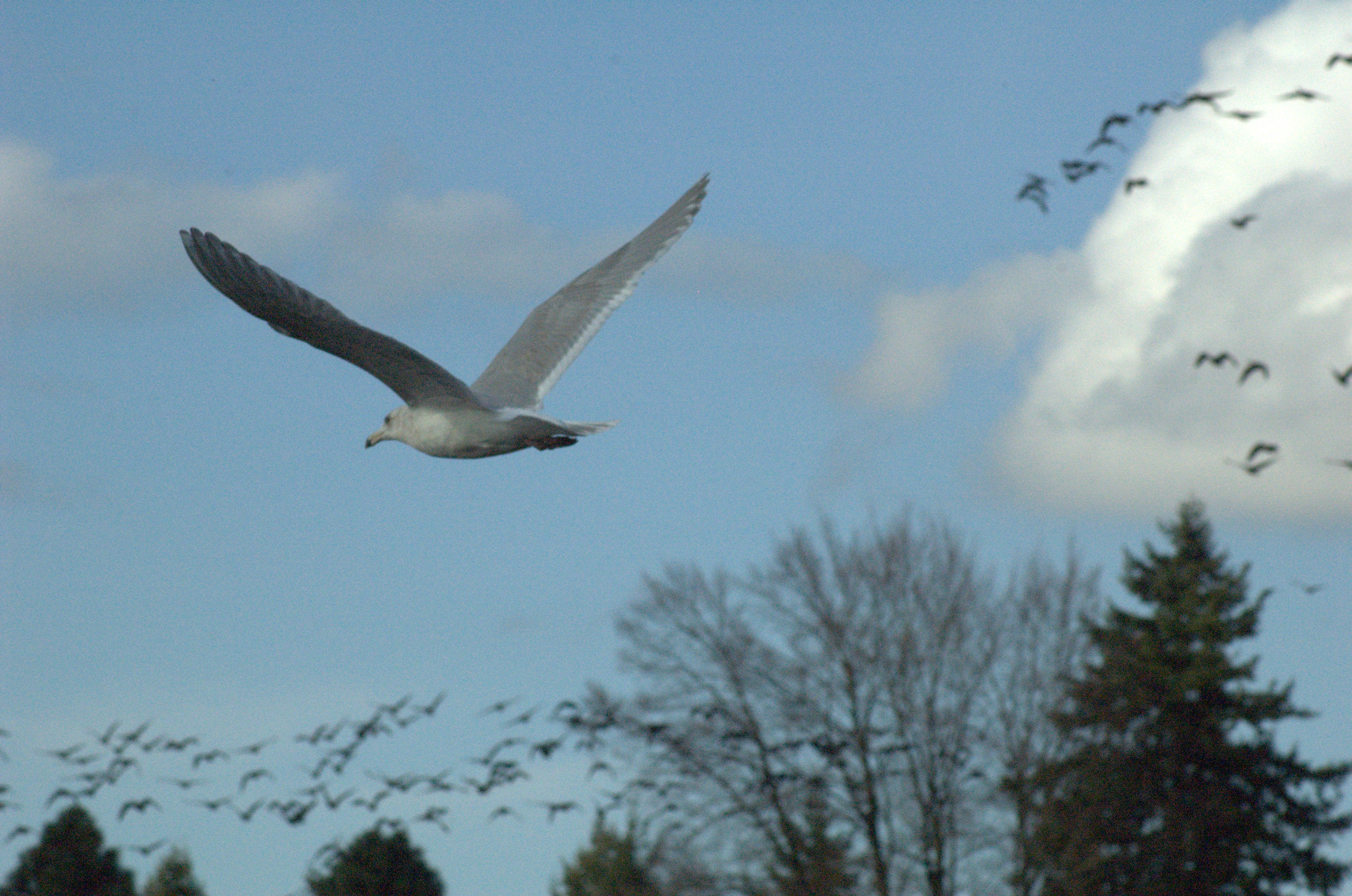 In flight