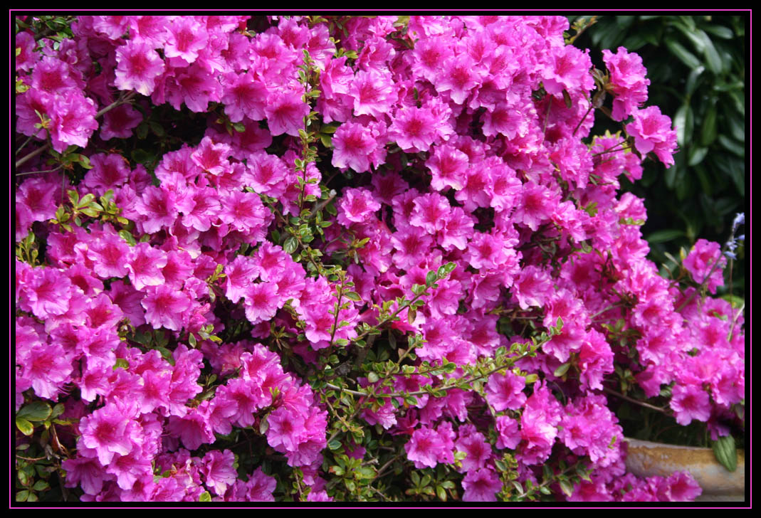 In Full Bloom