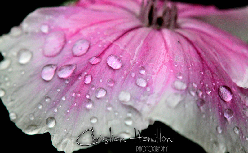 in the garden 1