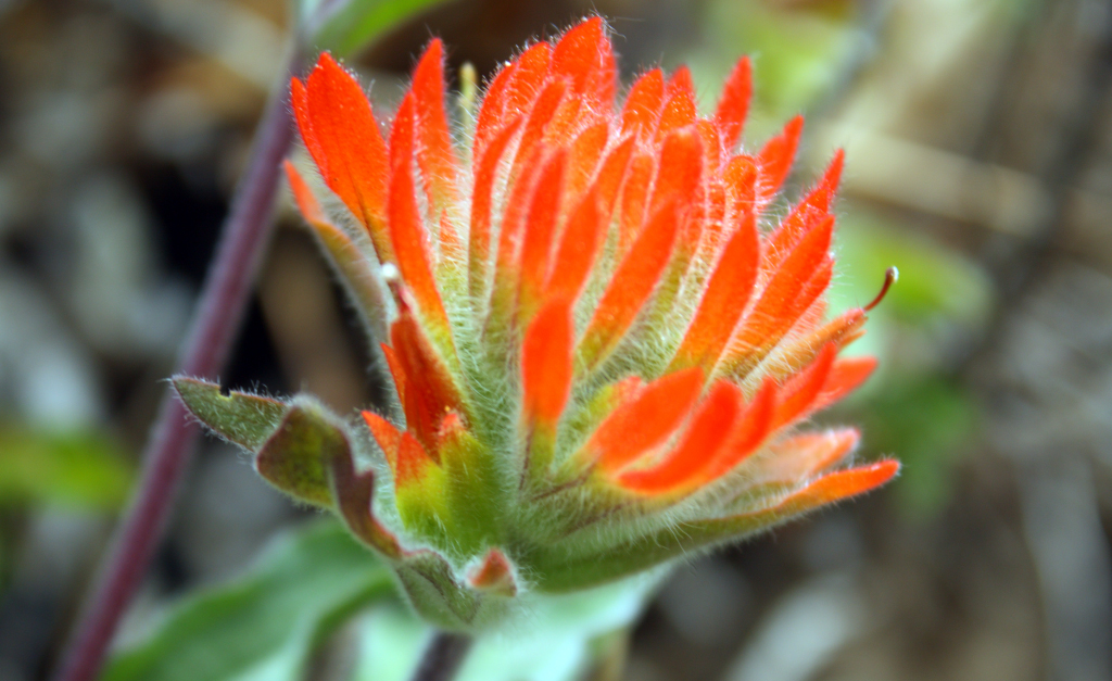 Indian Paint Brush