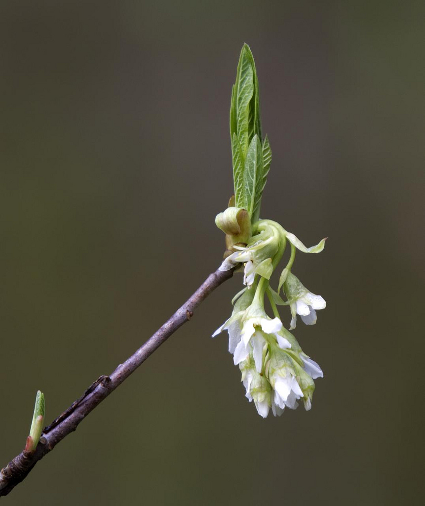 Indian Plum, Oemlaria cerasiformis