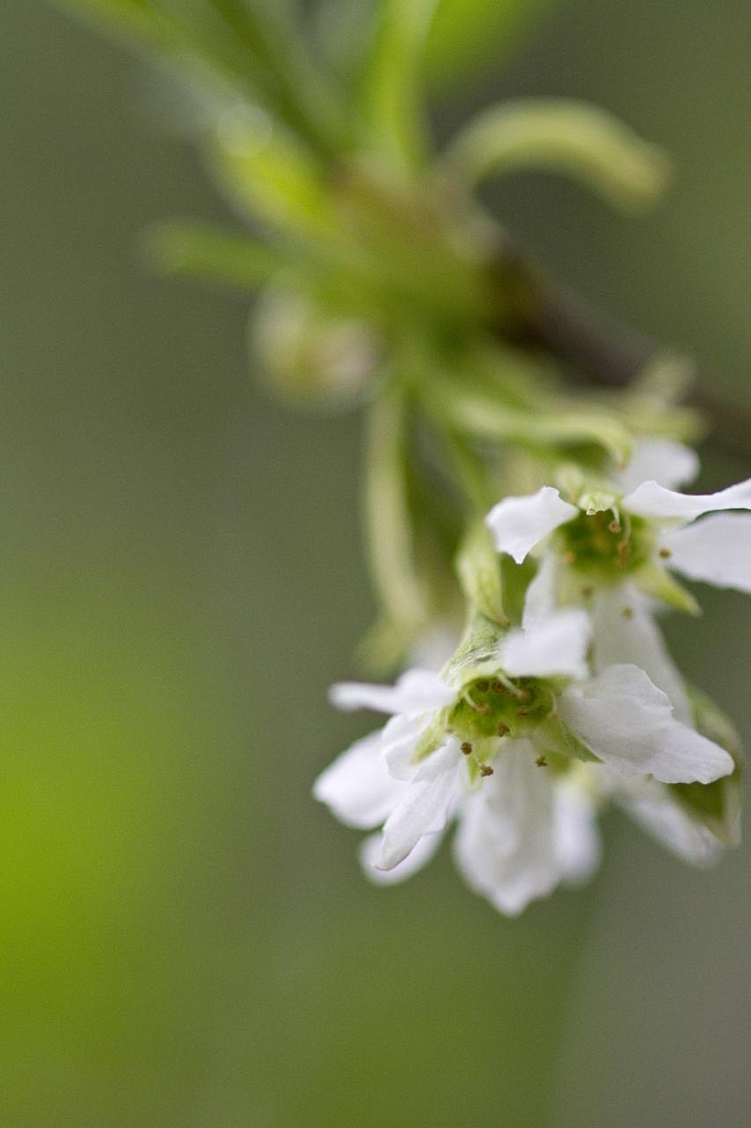 Indian Plum, Oemlaria cerasiformis