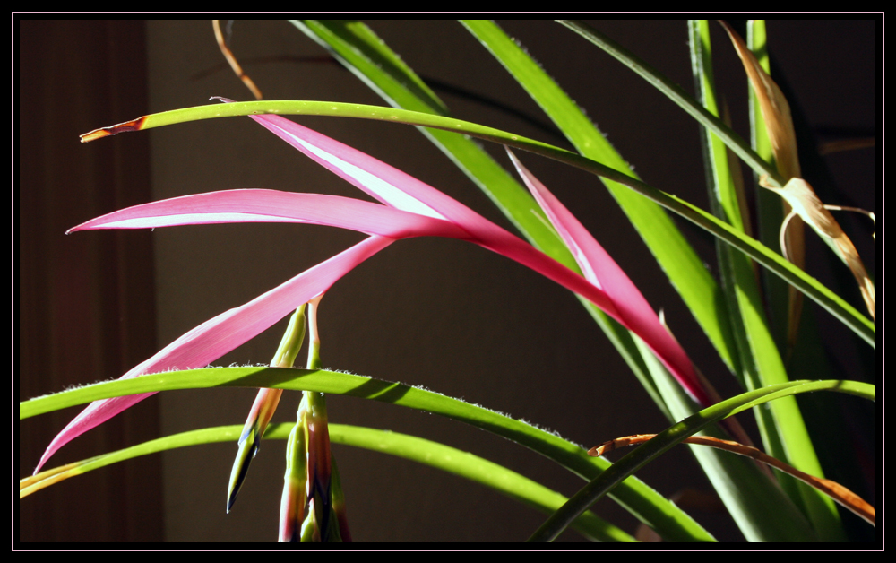 Indoor Grass
