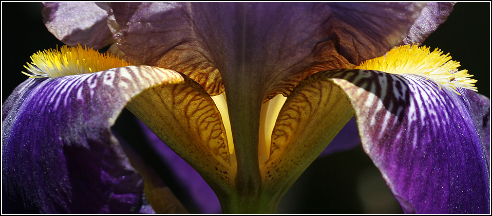 Iris Details