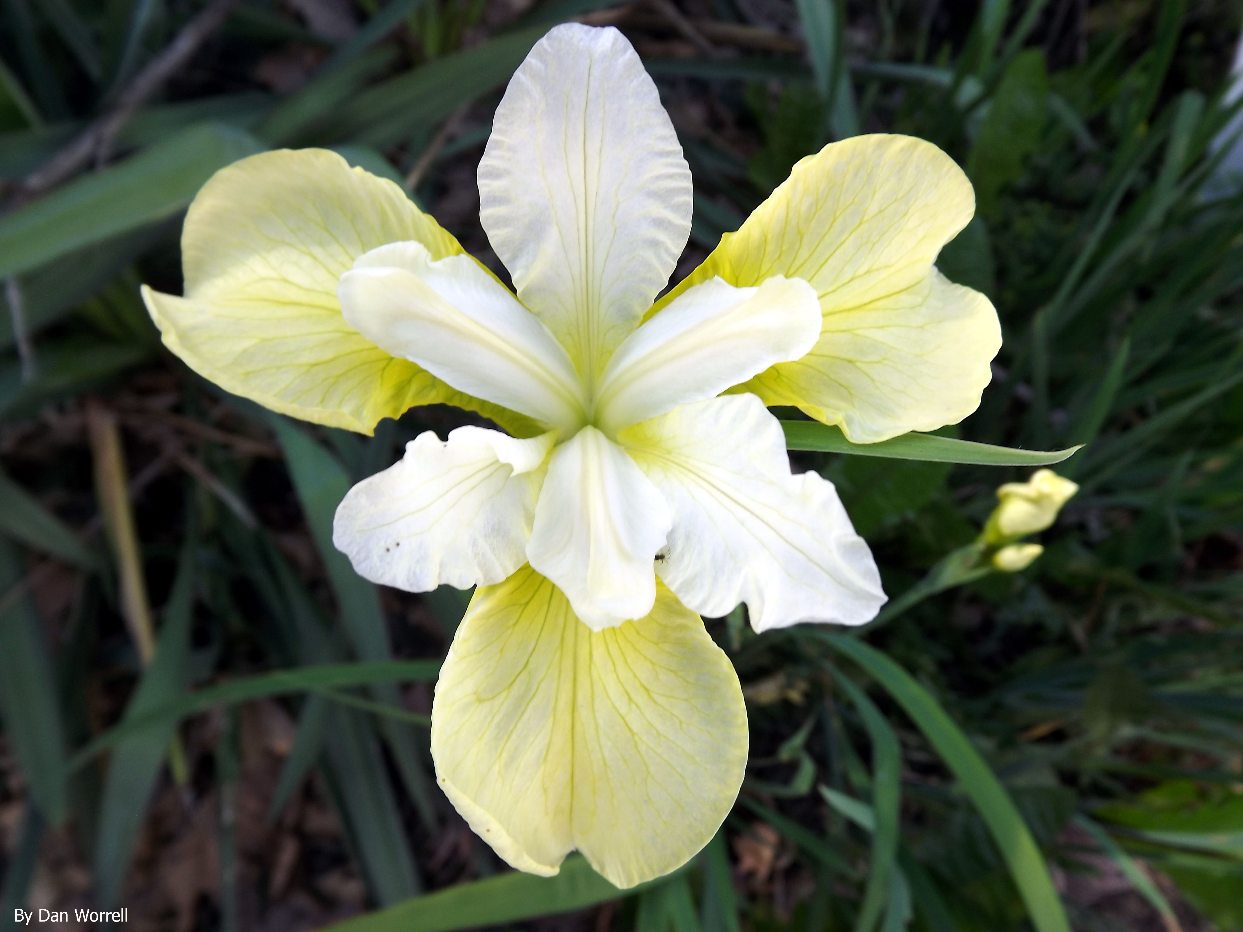 Iris Study