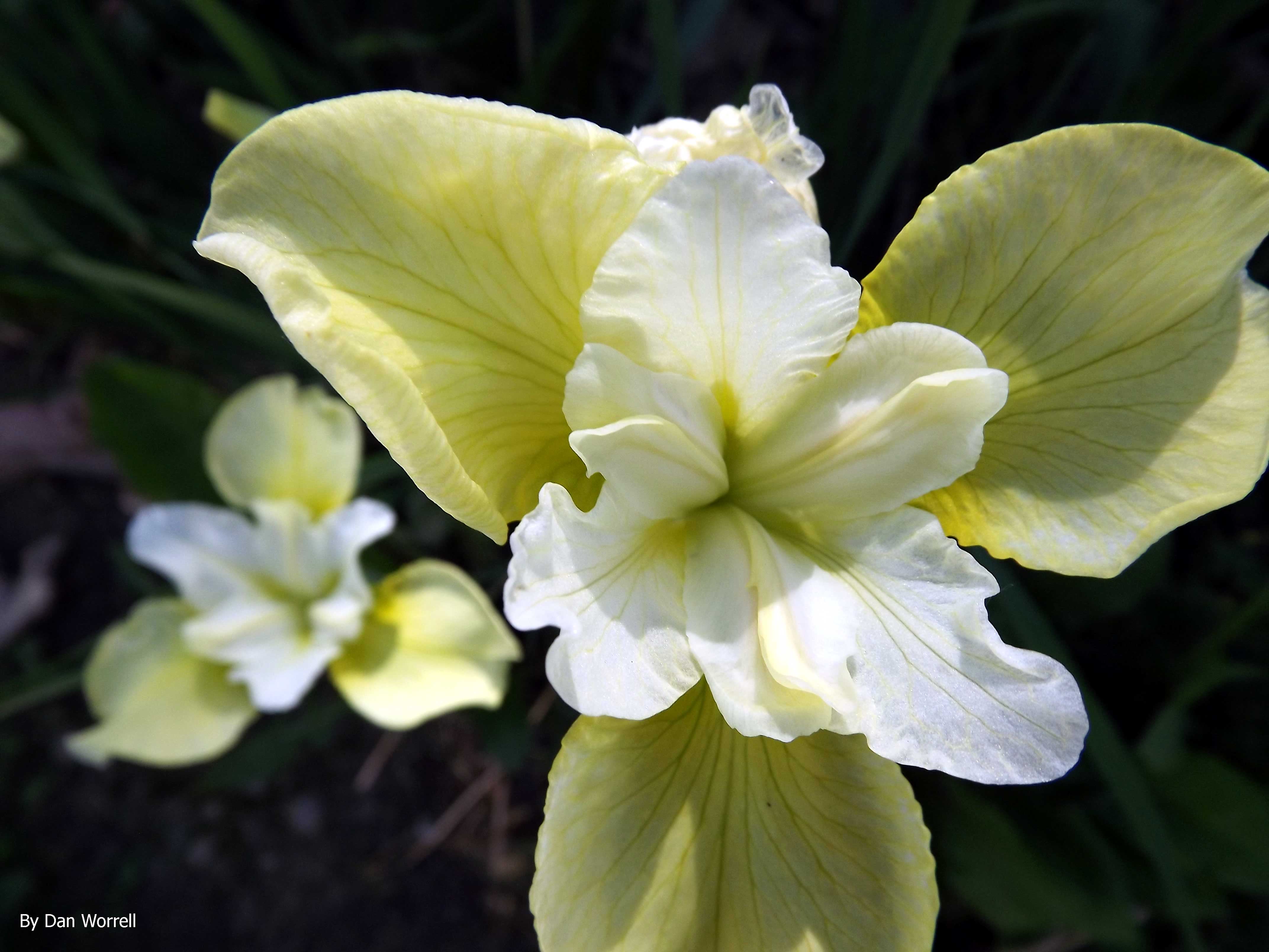 Iris Study