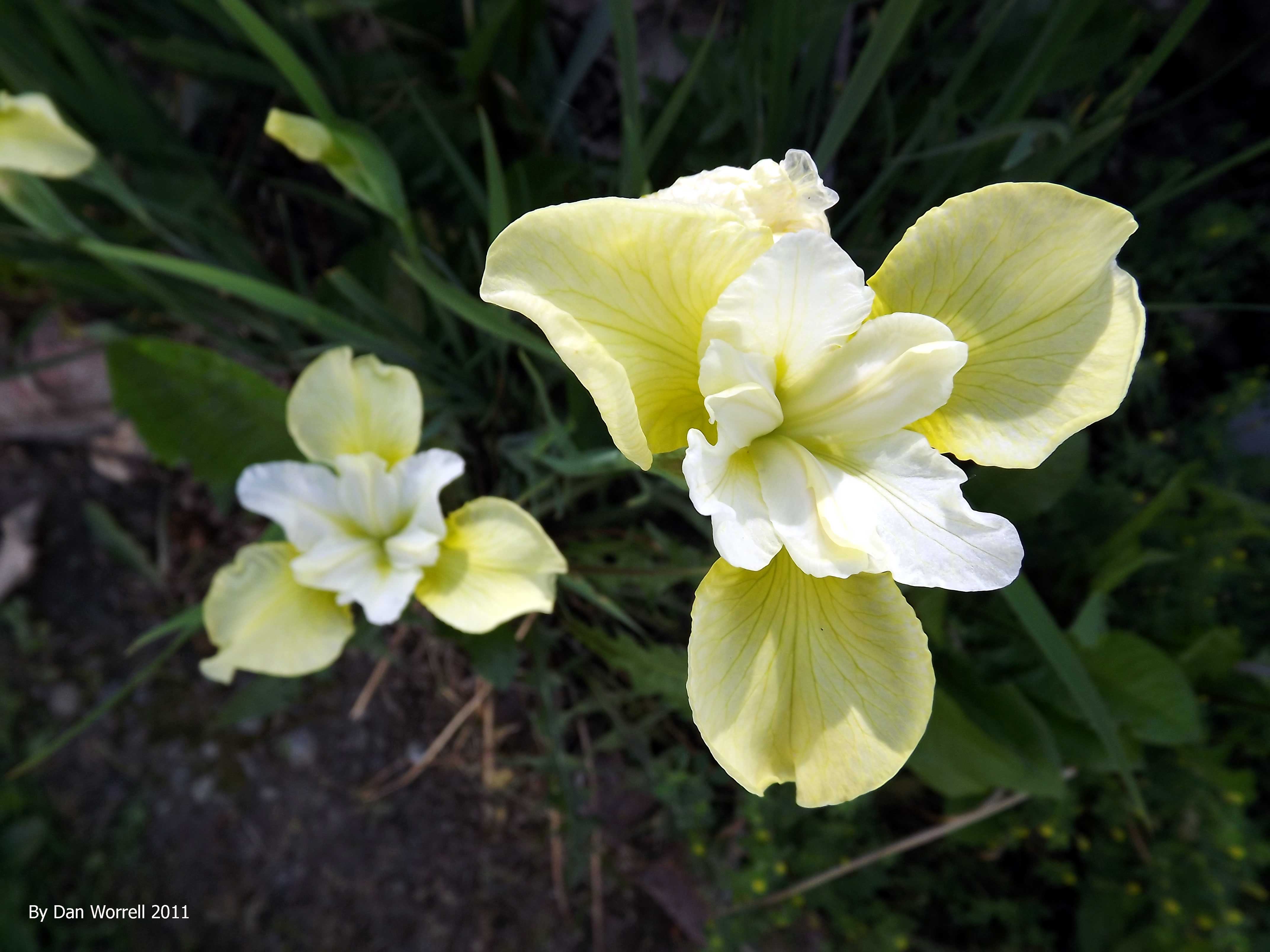 Iris Study