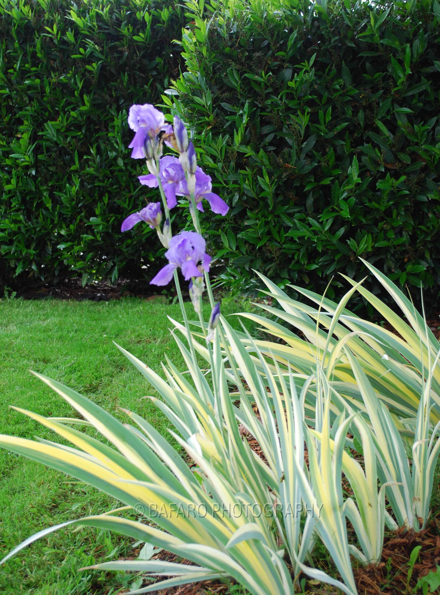 Iris