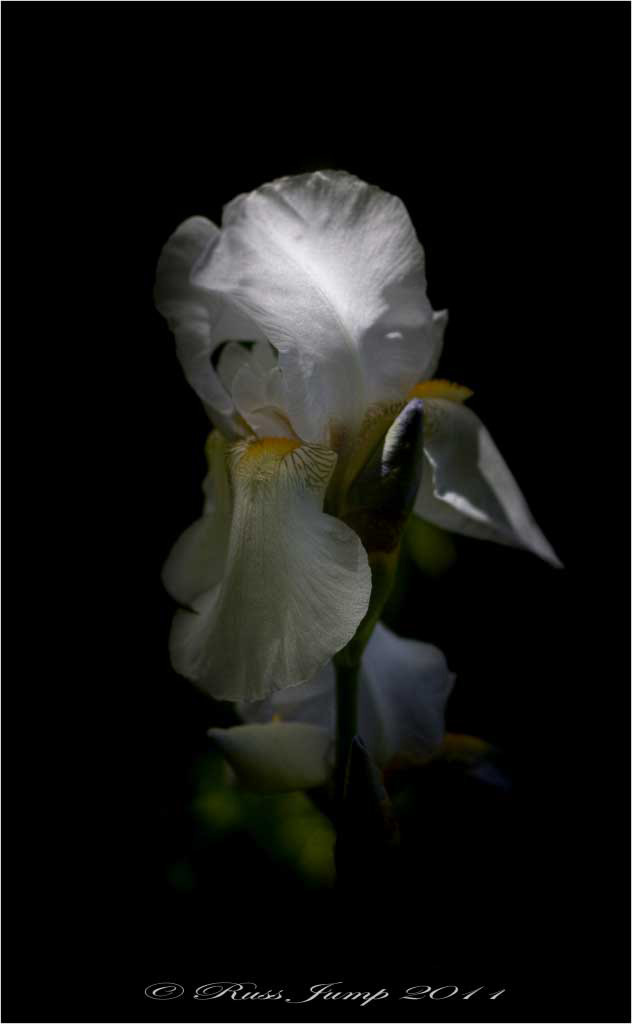 Iris