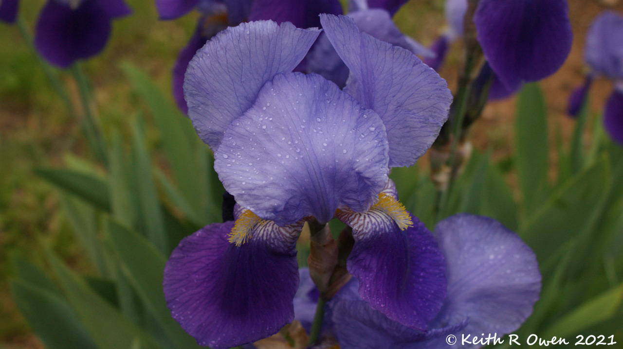 Iris