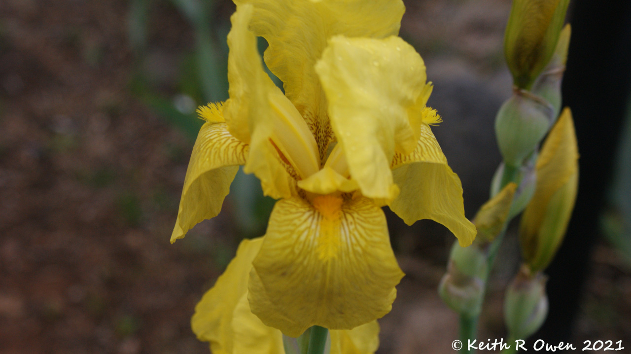 Iris