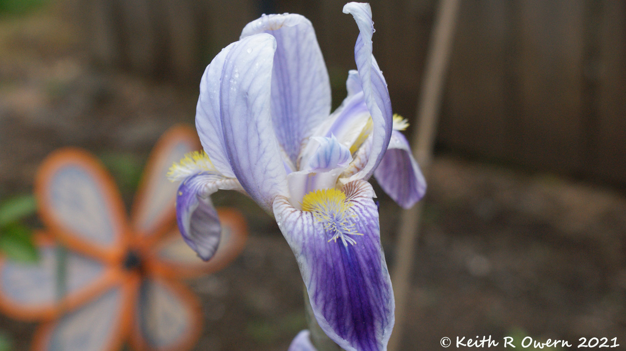 Iris