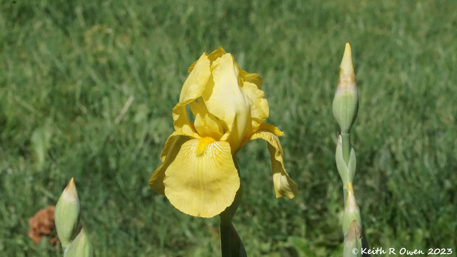 Iris