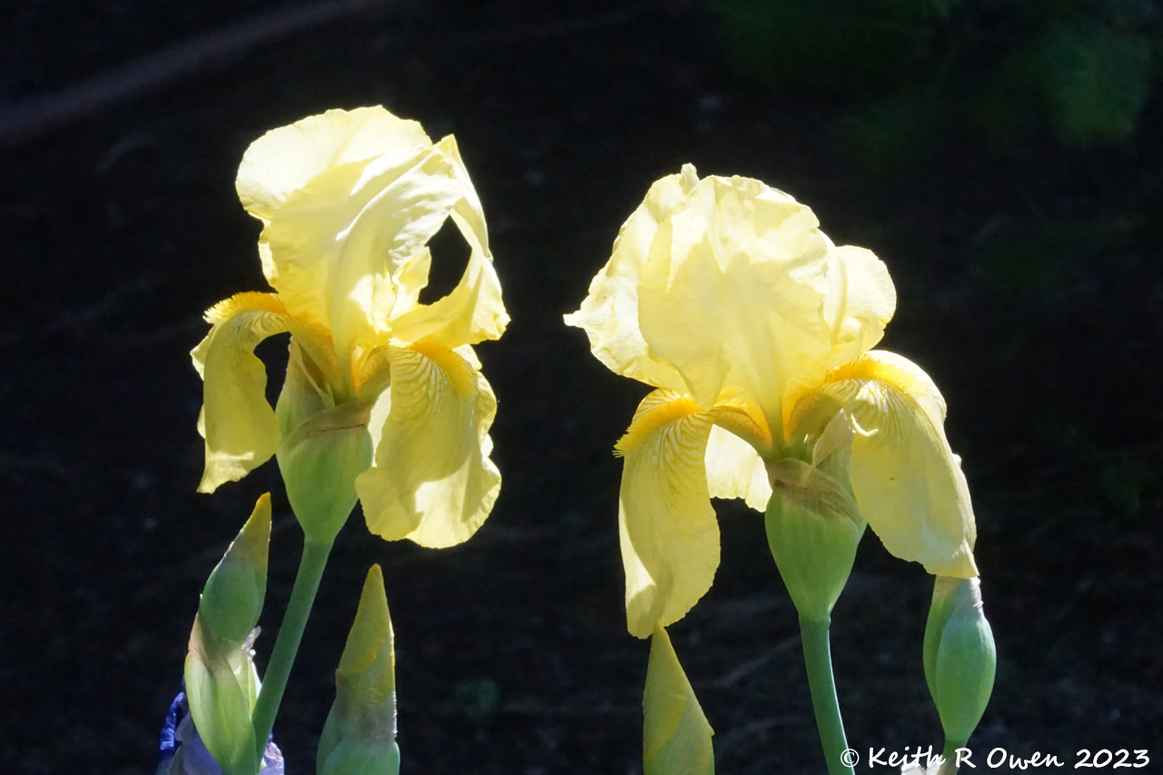 Iris