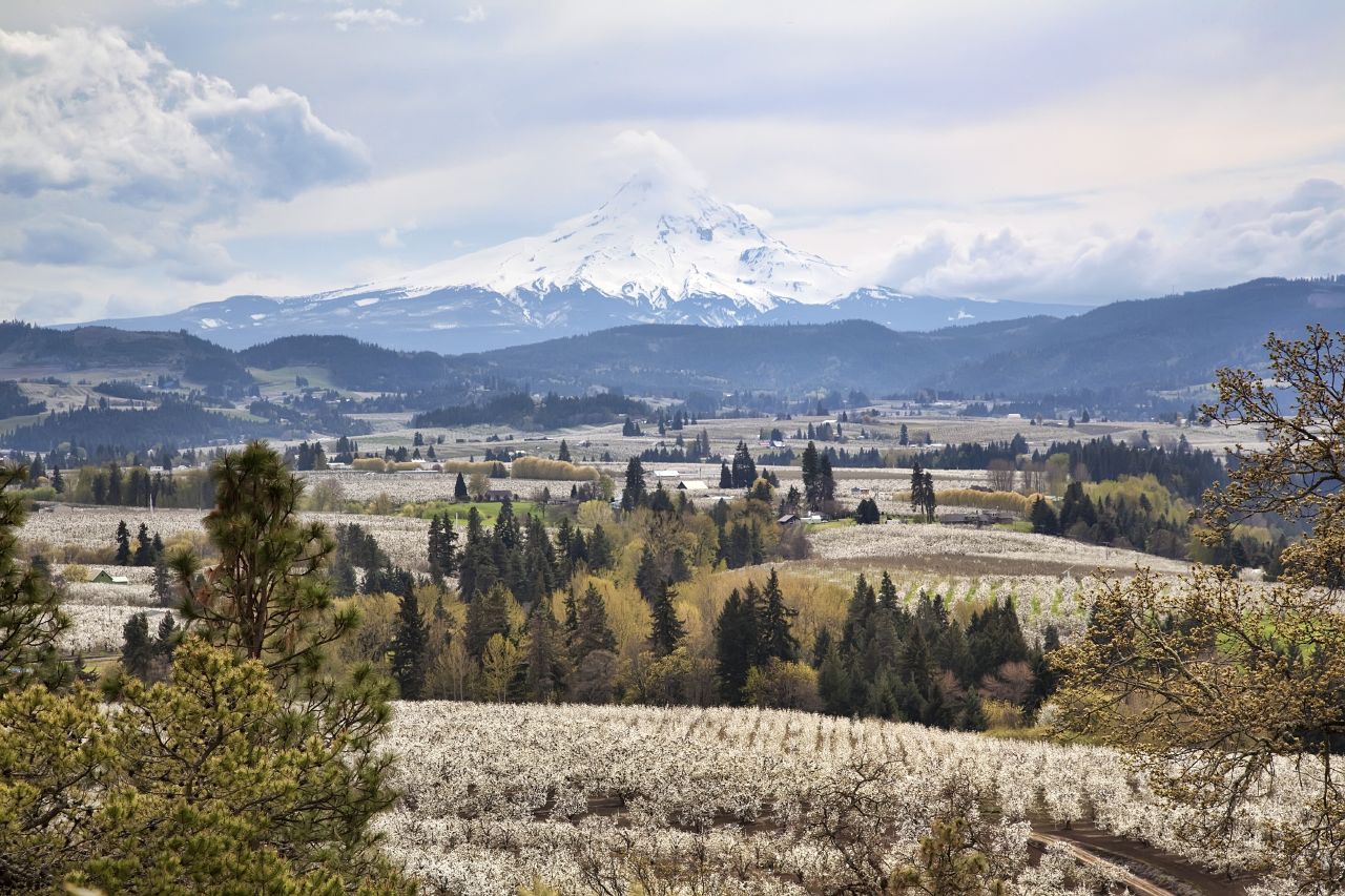 It's Blossom time in Hood River Valley
